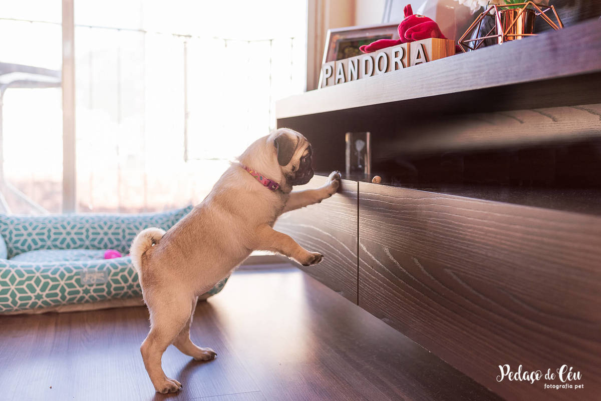 ensaio pet acompanhamento rj