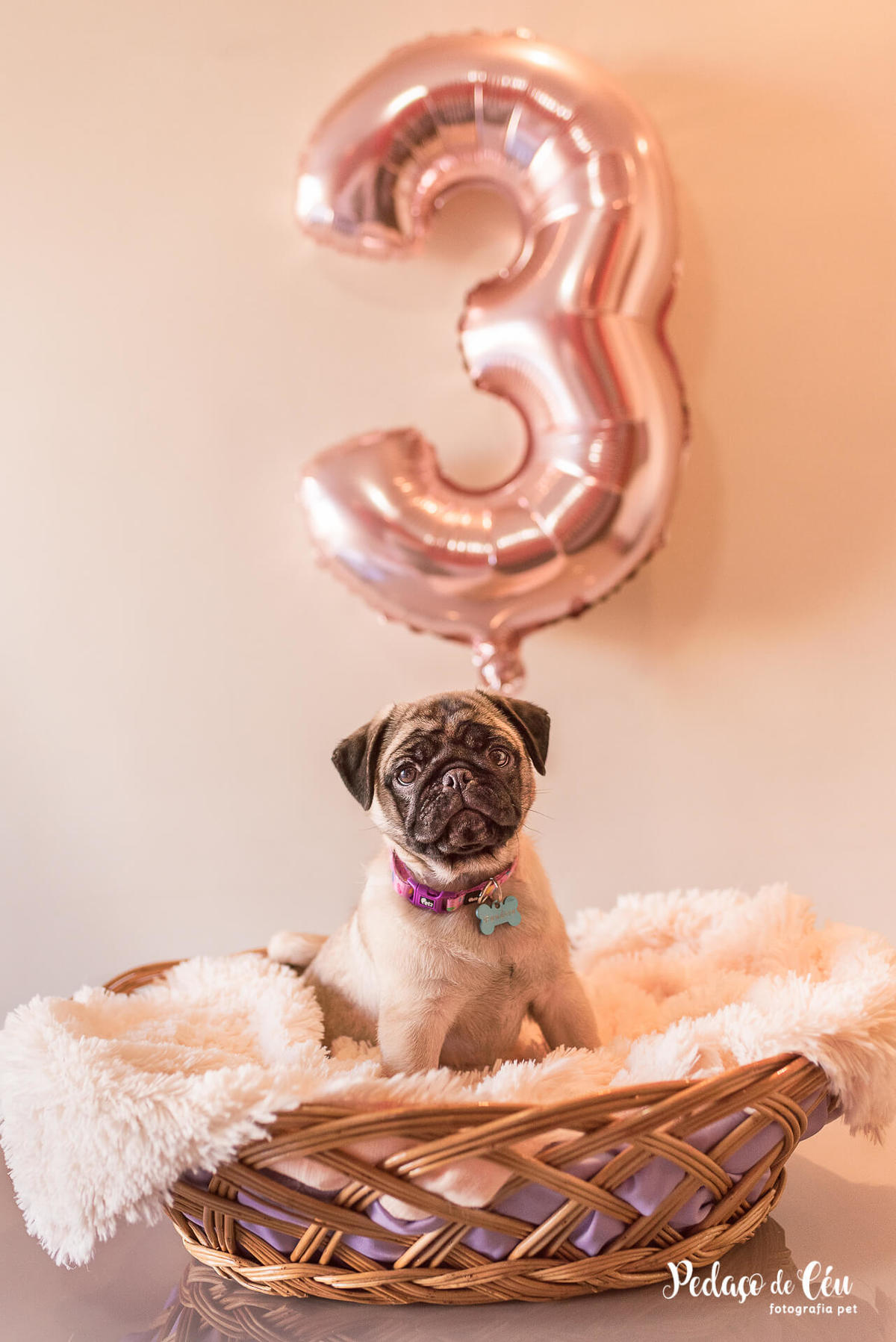 ensaio pet acompanhamento rj