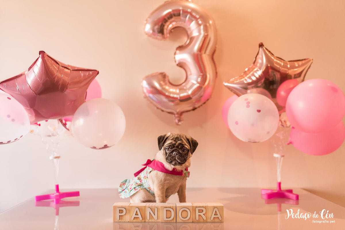 ensaio pet acompanhamento rj