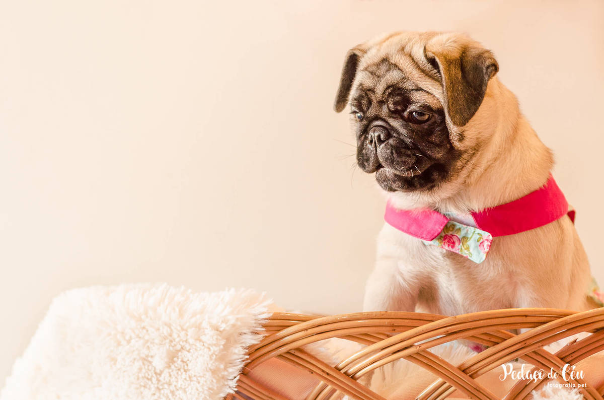 ensaio pet acompanhamento rj