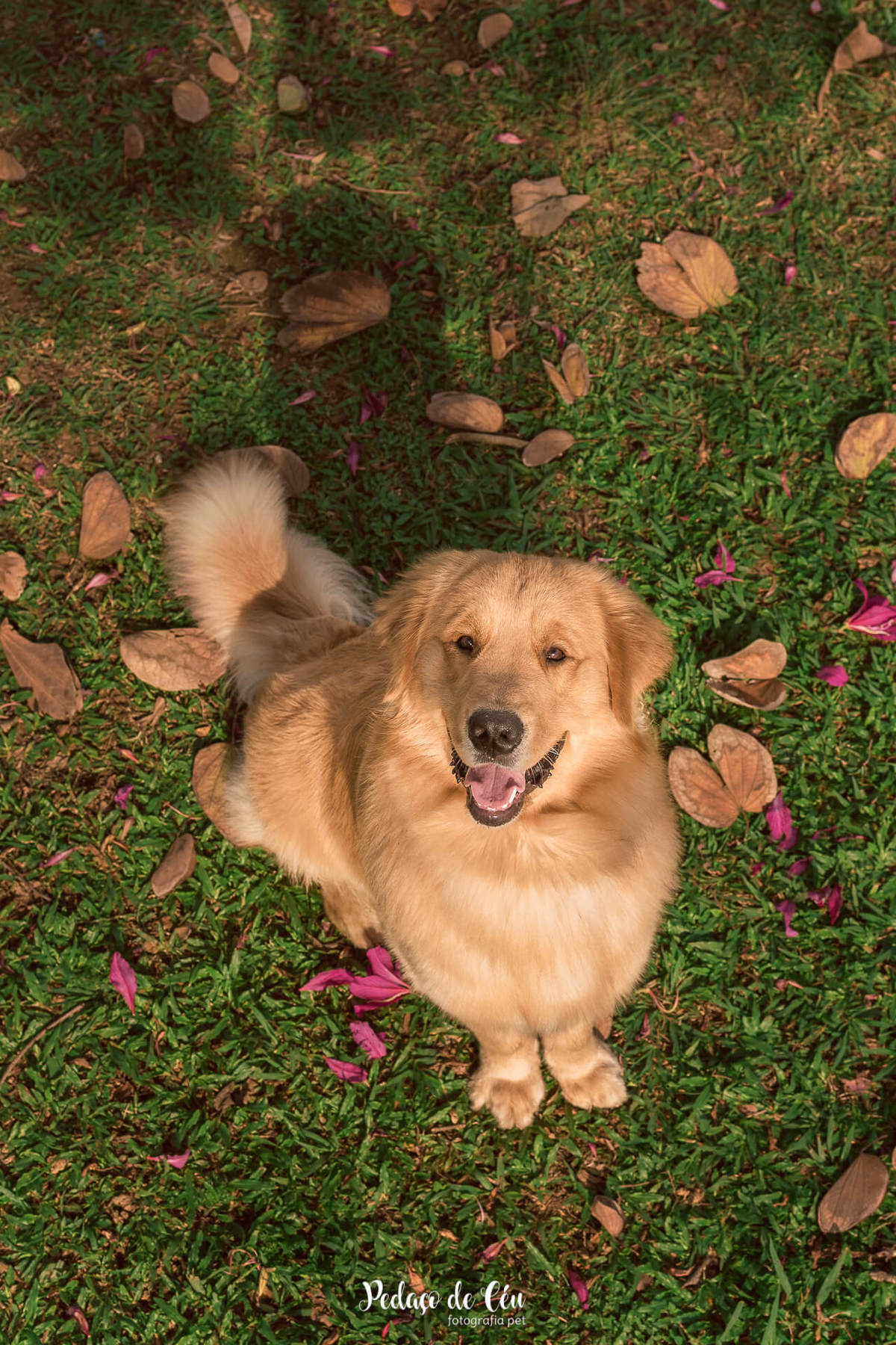Ensaio pet acompanhamento Thor 12 meses - Aterro do Flamengo