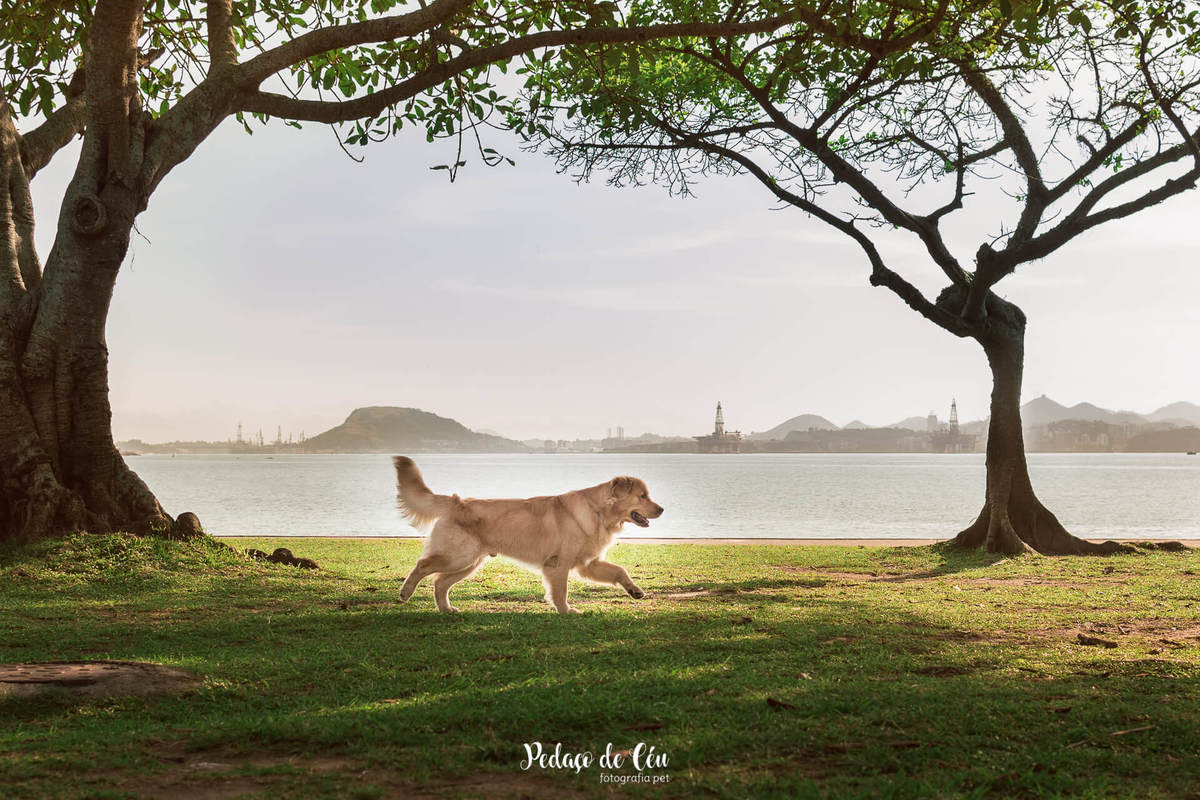 Ensaio pet acompanhamento Thor 12 meses - Aterro do Flamengo