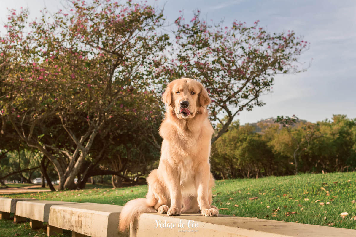 Ensaio pet acompanhamento Thor 12 meses - Aterro do Flamengo