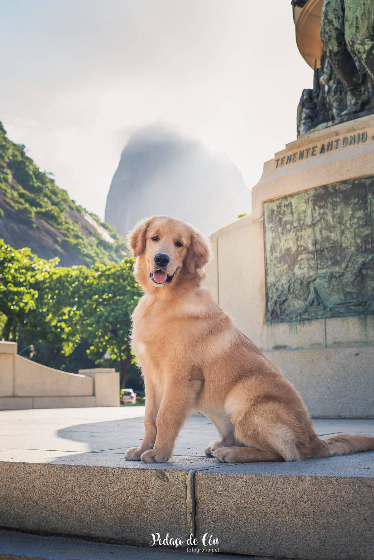 Ensaio pet acompanhamento Thor 6 meses - Urca
