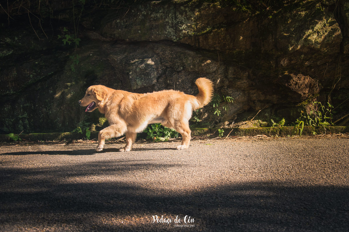Ensaio pet acompanhamento Thor 6 meses - Urca