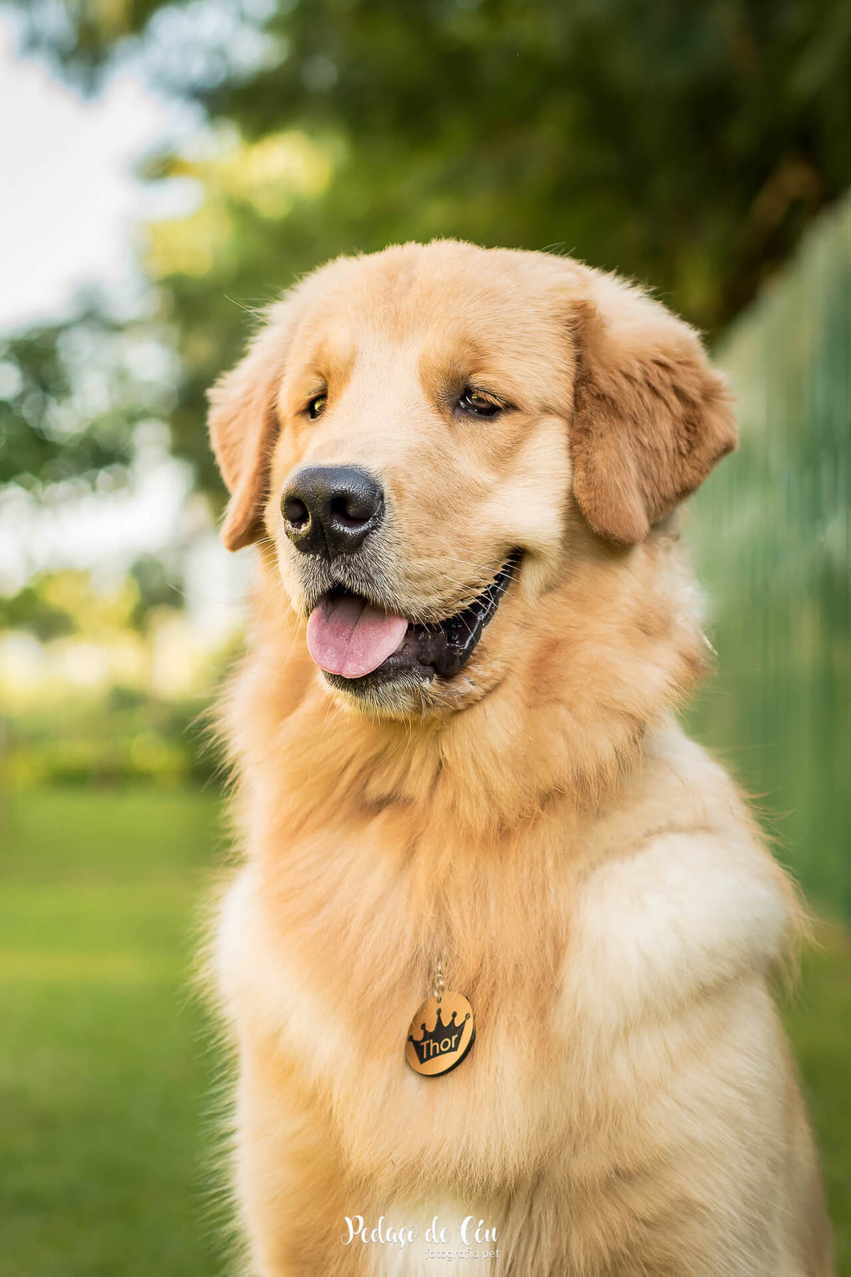 Ensaio pet acompanhamento Thor 9 meses - Cidade Jardim