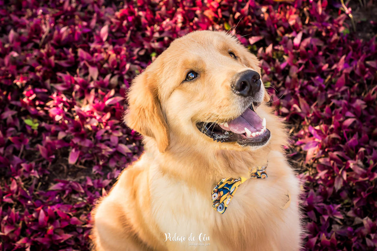 Ensaio pet acompanhamento Thor 9 meses - Cidade Jardim