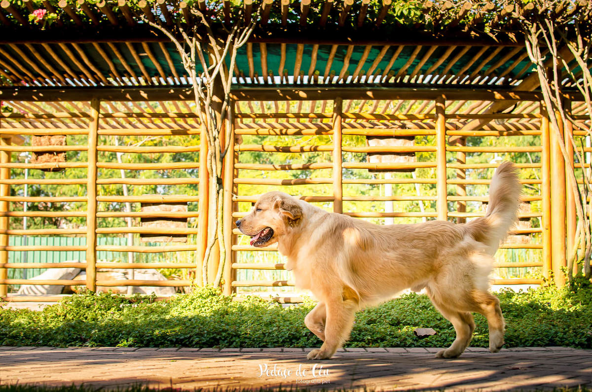 Ensaio pet acompanhamento Thor 9 meses - Cidade Jardim