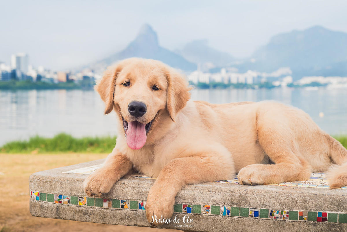 Ensaio pet acompanhamento Thor 4 meses - Lagoa Rodrigo de Freitas