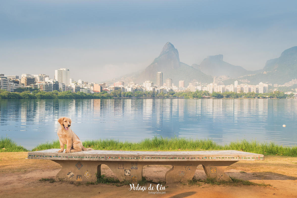 Ensaio pet acompanhamento Thor 4 meses - Lagoa Rodrigo de Freitas