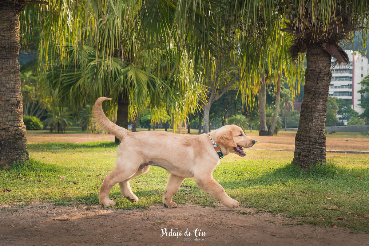 Ensaio pet acompanhamento Thor 4 meses - Lagoa Rodrigo de Freitas