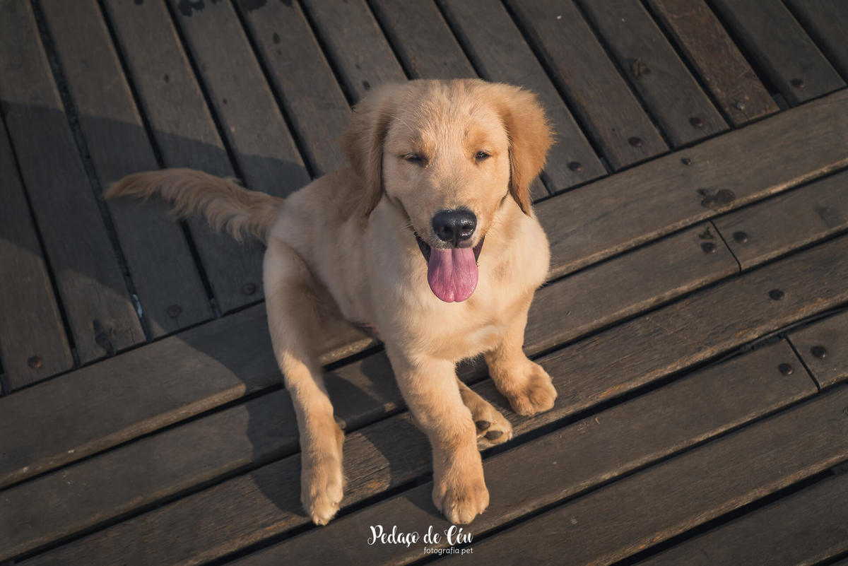 Ensaio pet acompanhamento Thor 4 meses - Lagoa Rodrigo de Freitas