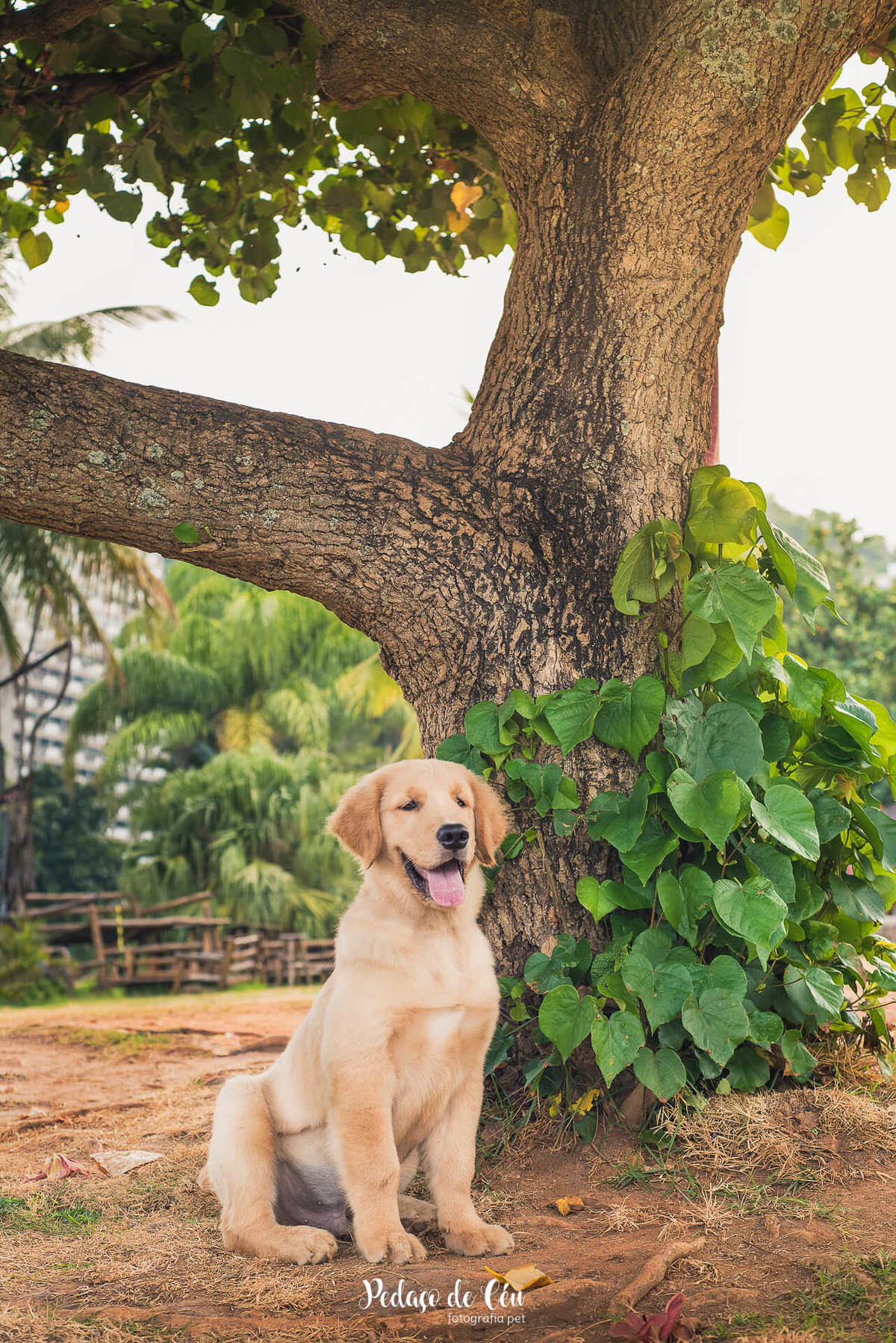 Ensaio pet acompanhamento Thor 4 meses - Lagoa Rodrigo de Freitas