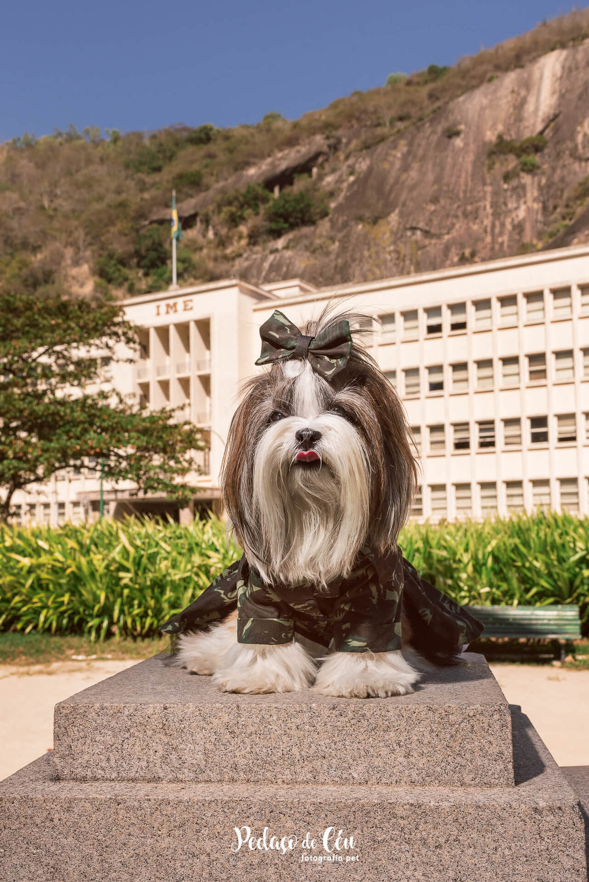 foto pet shihtzu rj