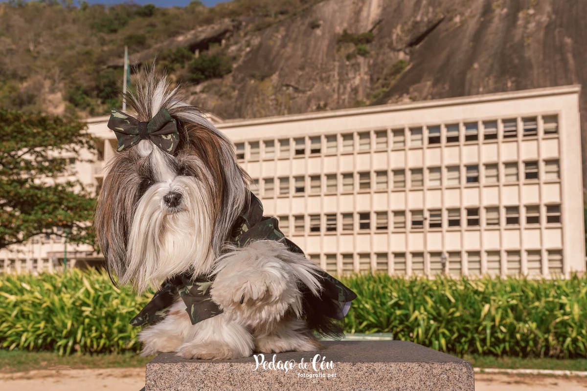 foto pet shihtzu rj