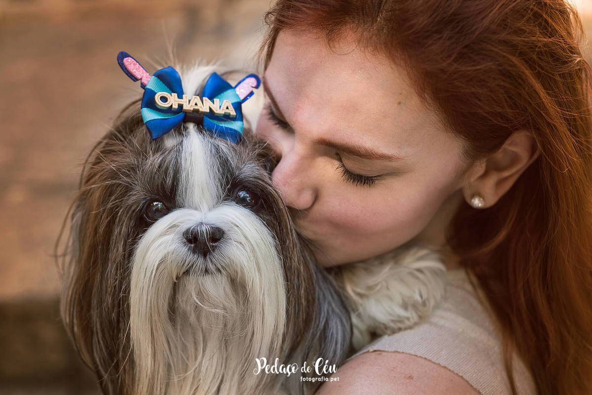 foto pet shihtzu rj