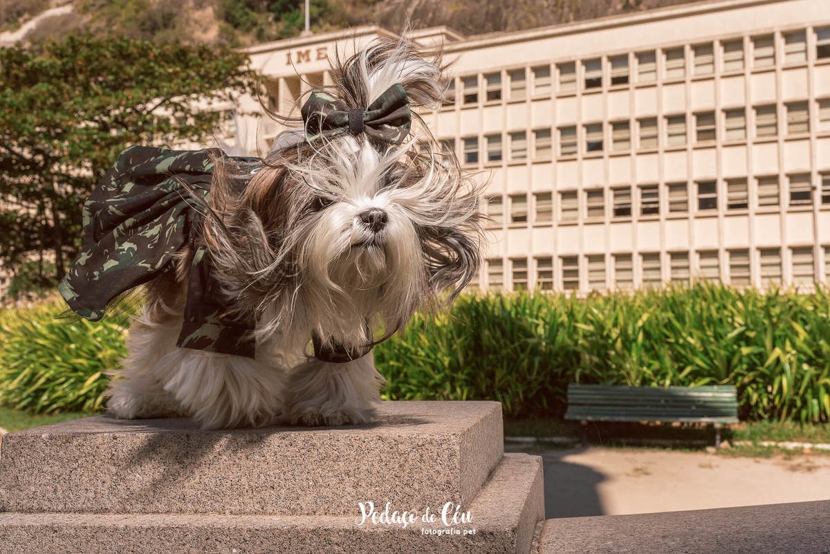 foto pet shihtzu rj