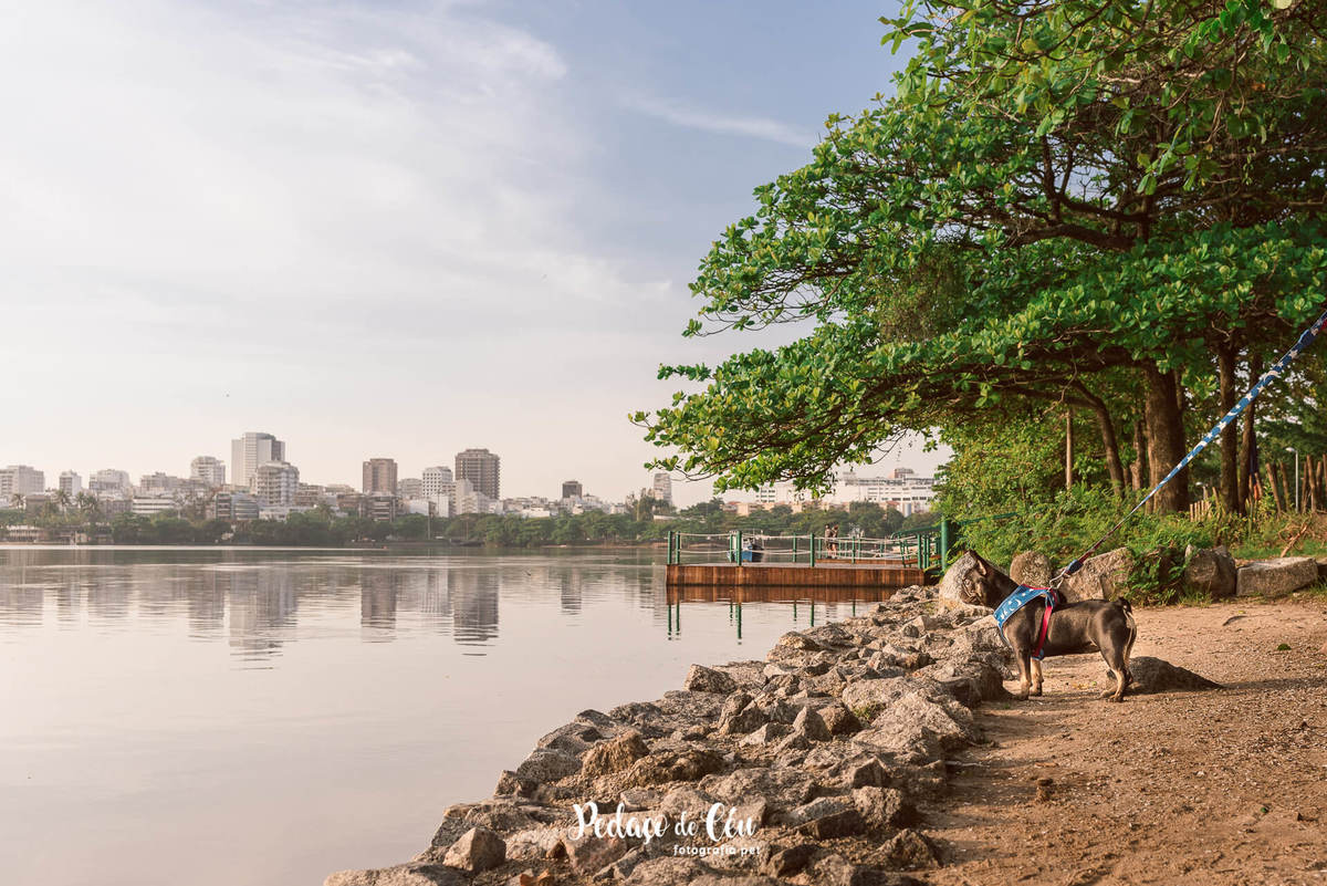 Ensaio Pet Acompanhamento Coca 6 meses - Lagoa Rodrigo de Freitas