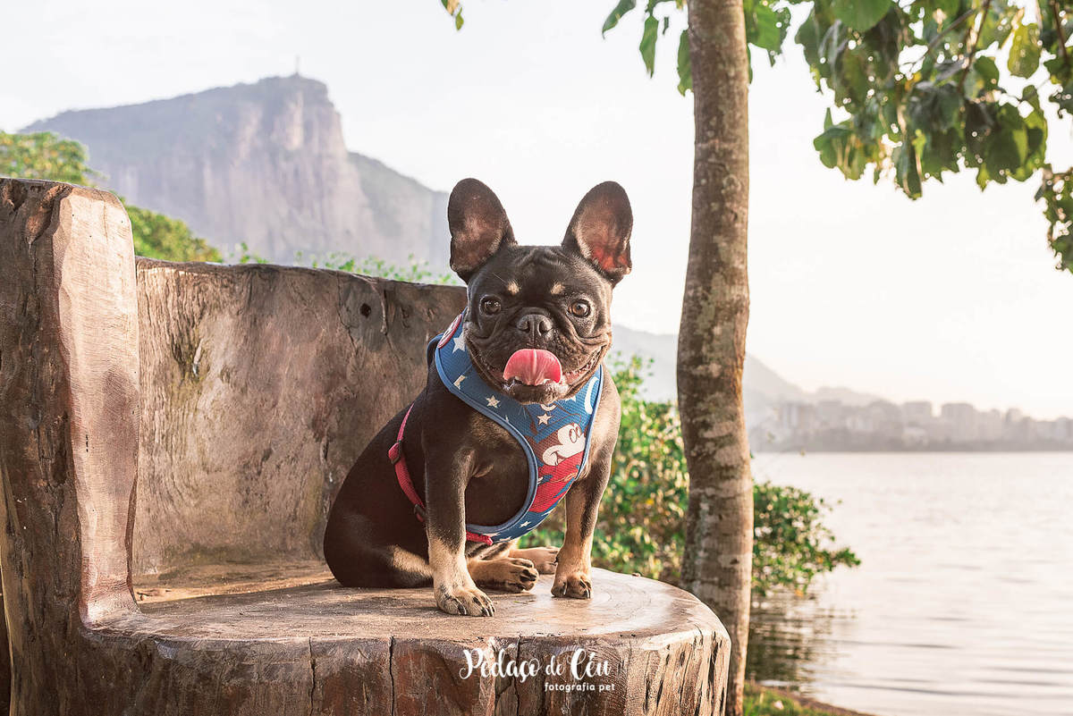 Ensaio Pet Acompanhamento Coca 6 meses - Lagoa Rodrigo de Freitas
