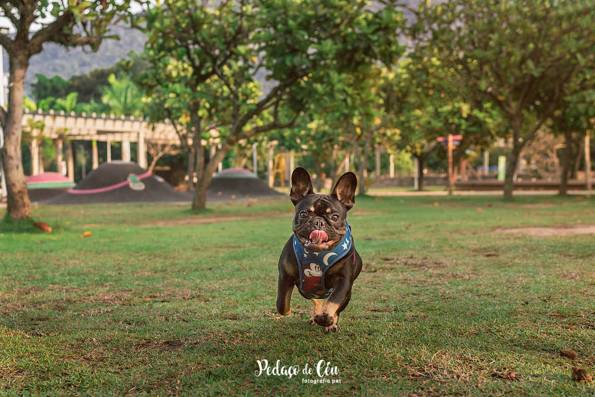 Ensaio Pet Acompanhamento Coca 6 meses - Parque dos Patins