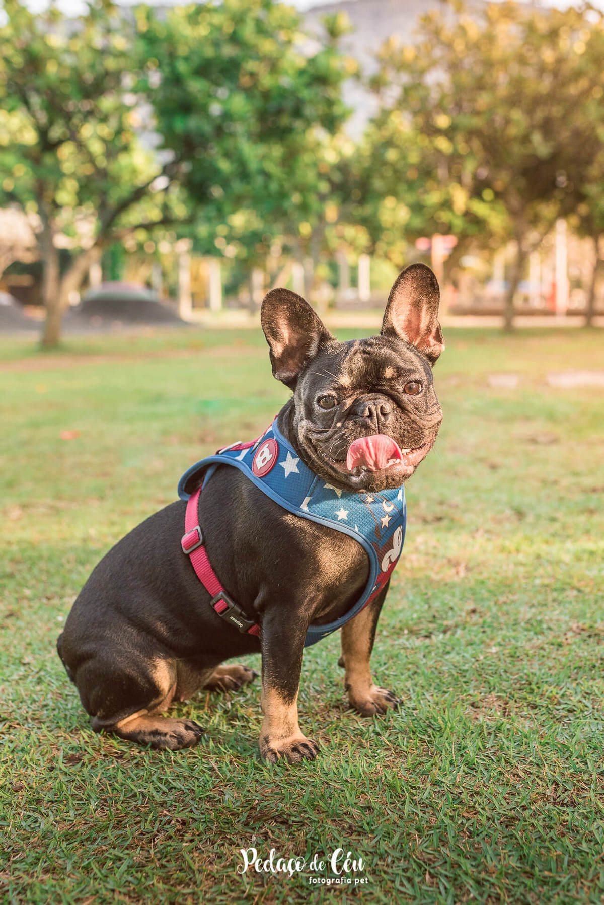 Ensaio Pet Acompanhamento Coca 6 meses - Parque dos Patins