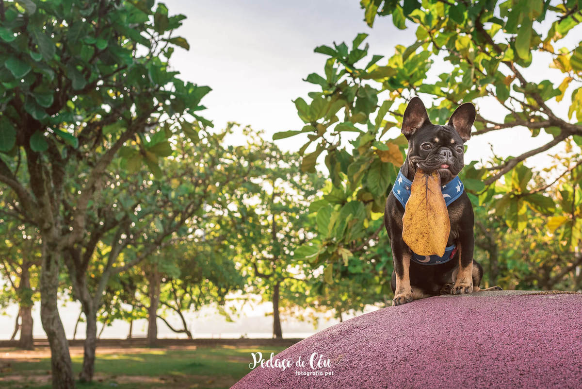 Ensaio Pet Acompanhamento Coca 6 meses - Parque dos Patins