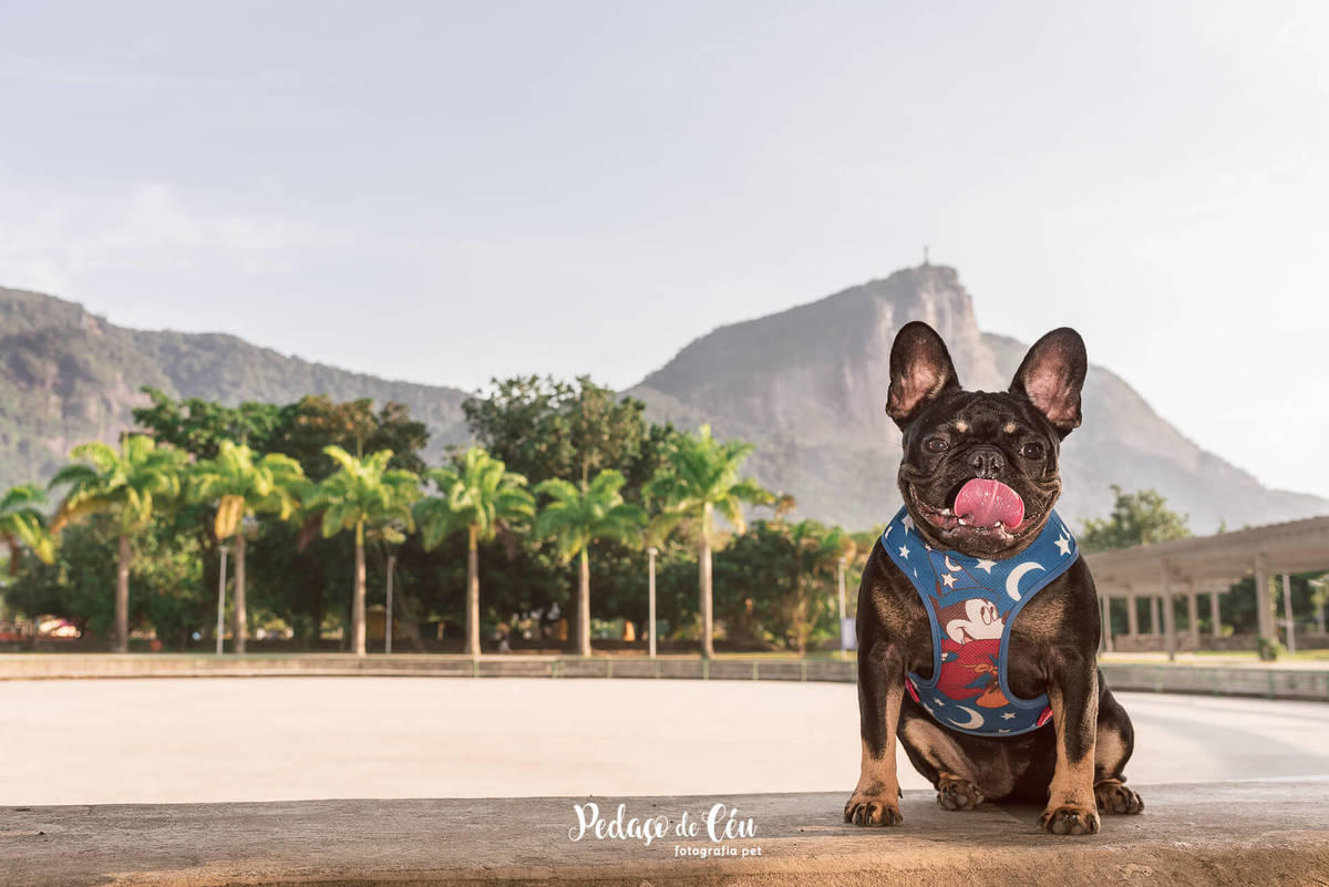 Ensaio Pet Acompanhamento Coca 6 meses - Parque dos Patins