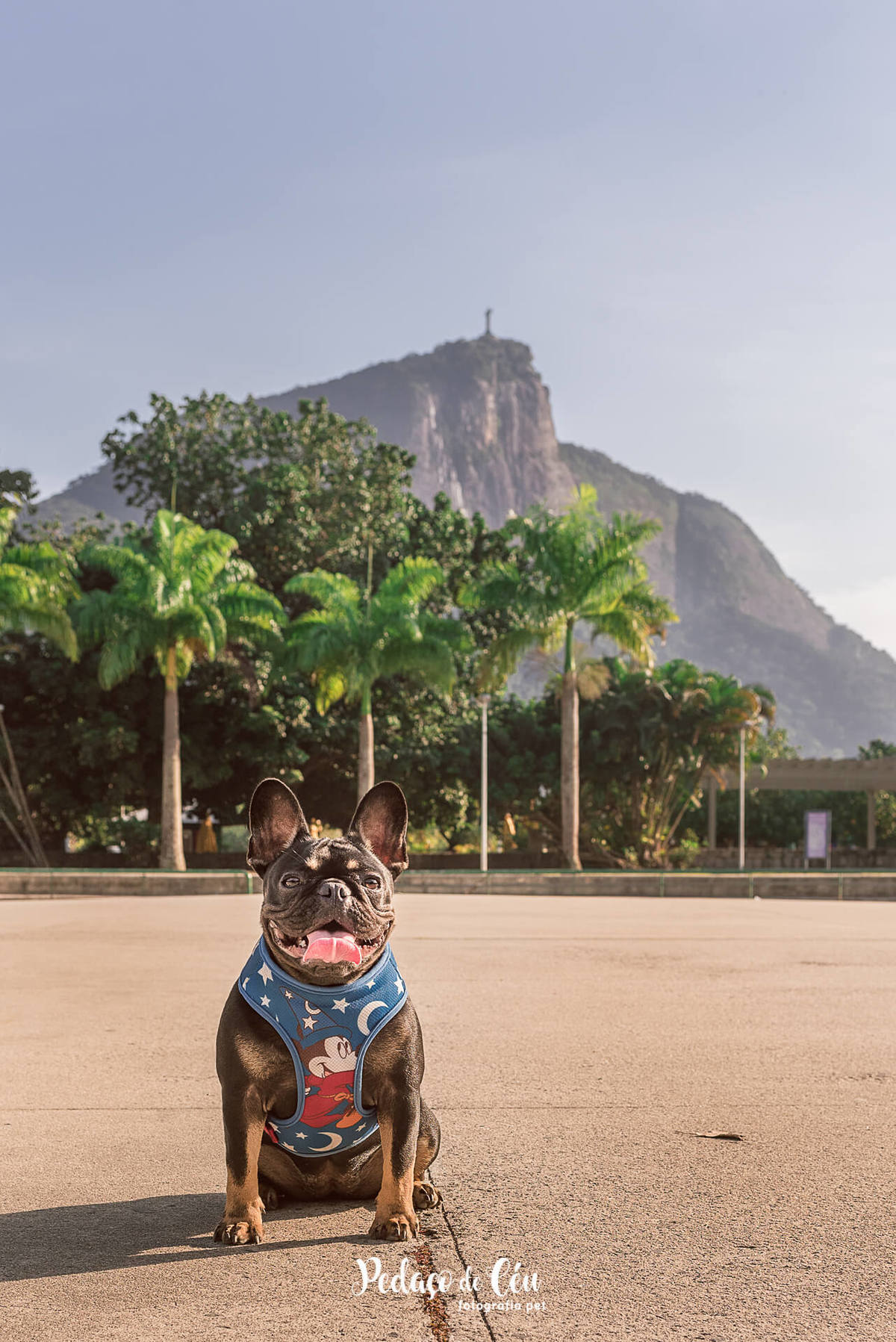 Ensaio Pet Acompanhamento Coca 6 meses - Parque dos Patins