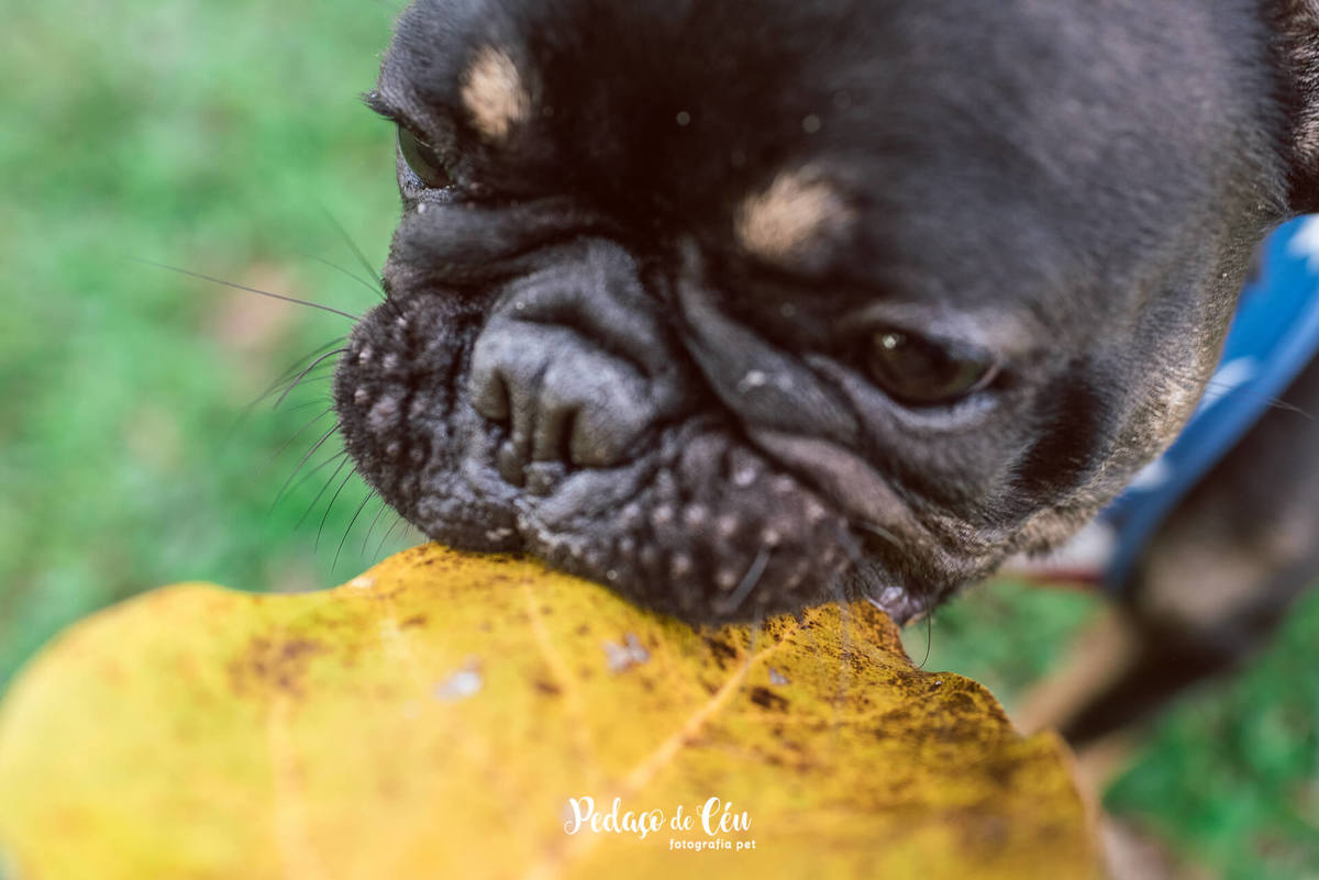 Ensaio Pet Acompanhamento Coca 6 meses - Parque dos Patins