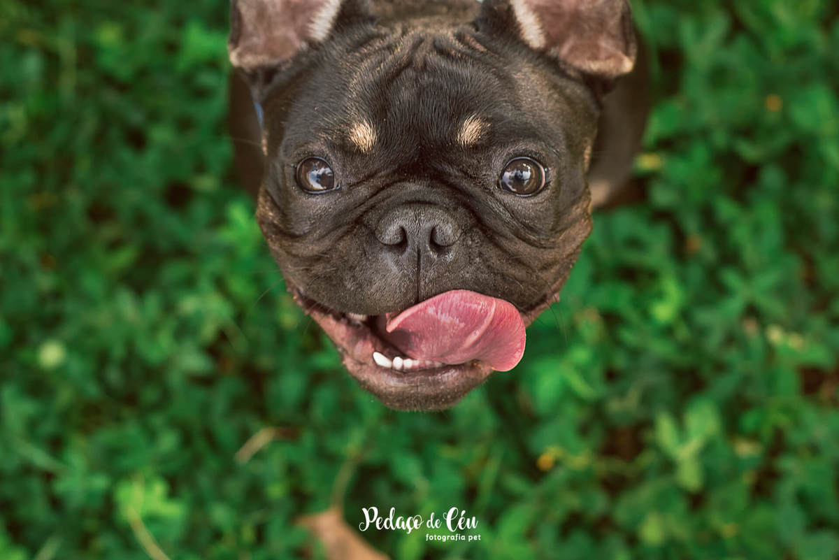 Ensaio Pet Acompanhamento Coca 6 meses - Parque dos Patins