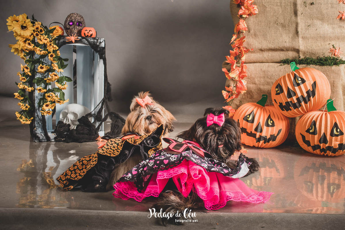 ensaio pet estúdio rj halloween