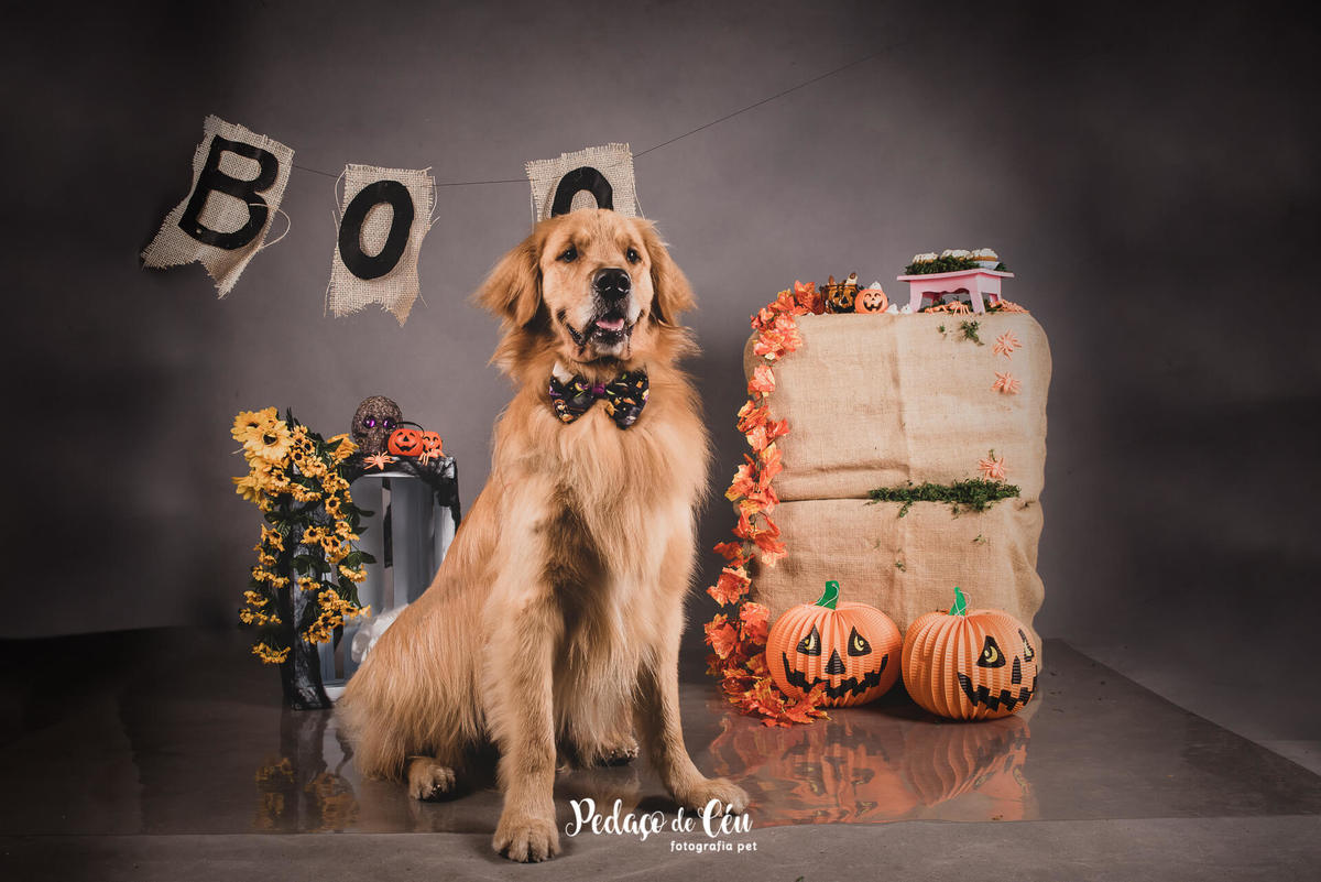 ensaio pet estúdio rj halloween