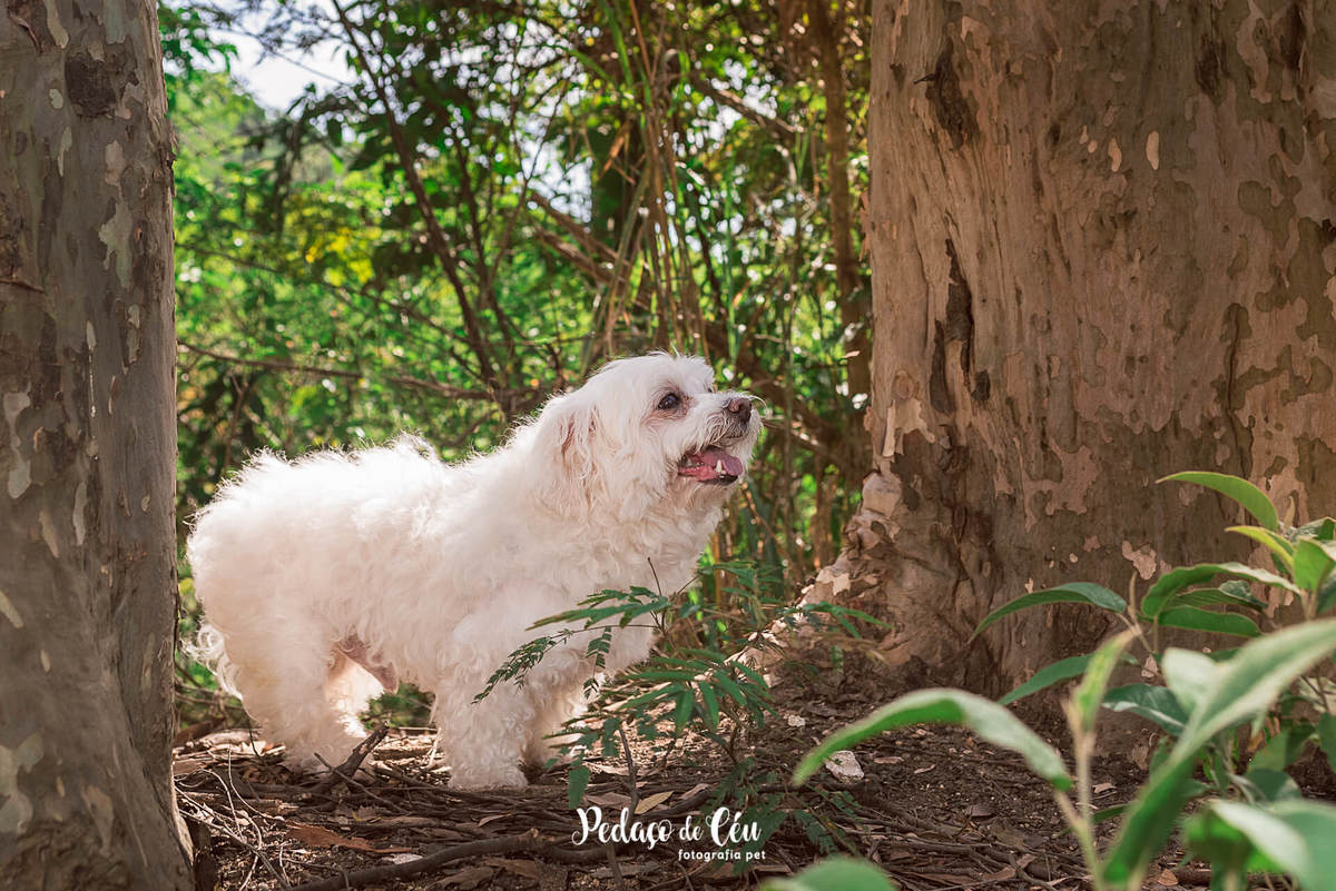 Ensaio pet Thor 15 anos Parque da Cidade Niterói