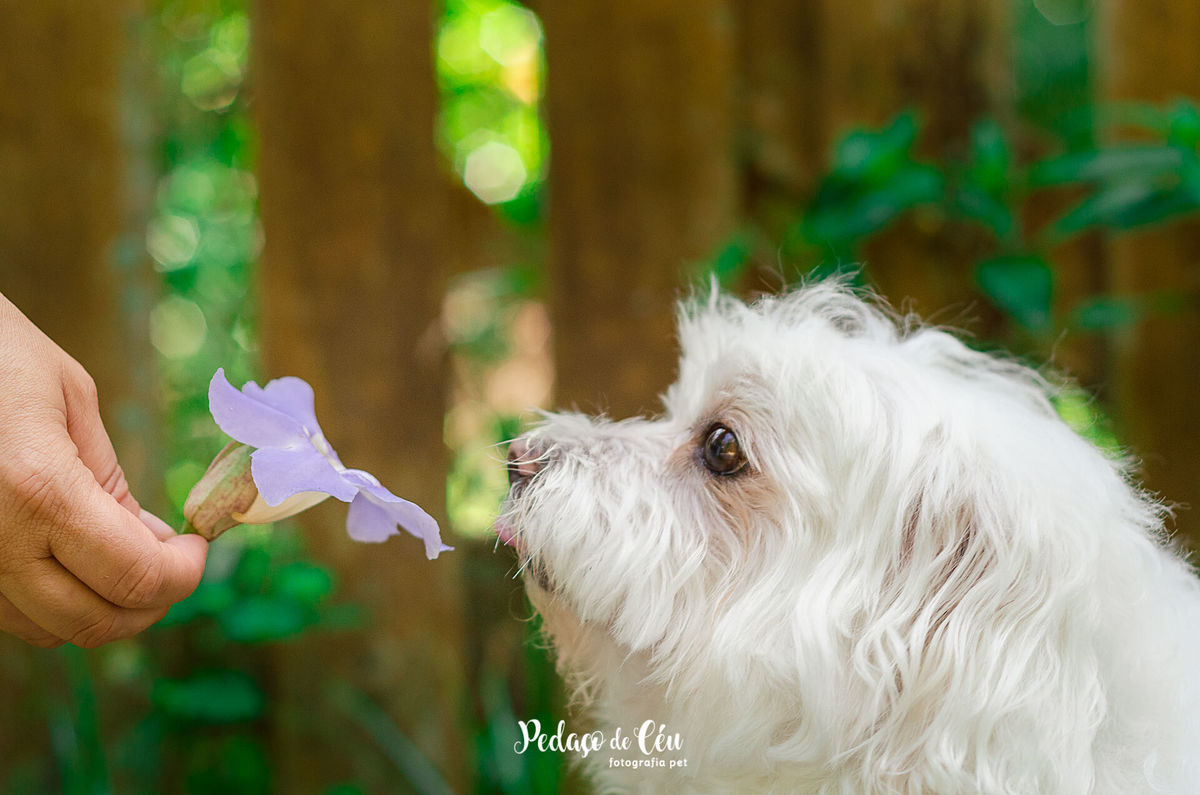 Ensaio pet Thor 15 anos Parque da Cidade Niterói