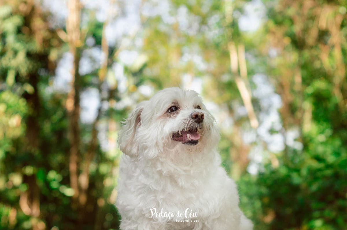 Ensaio pet Thor 15 anos Parque da Cidade Niterói
