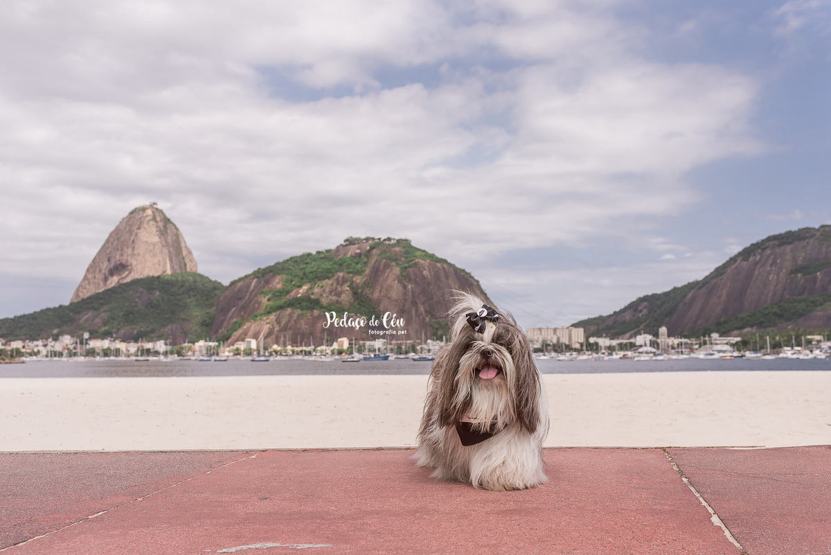 Fotografia pet trip Rio de Janeiro - Botafogo