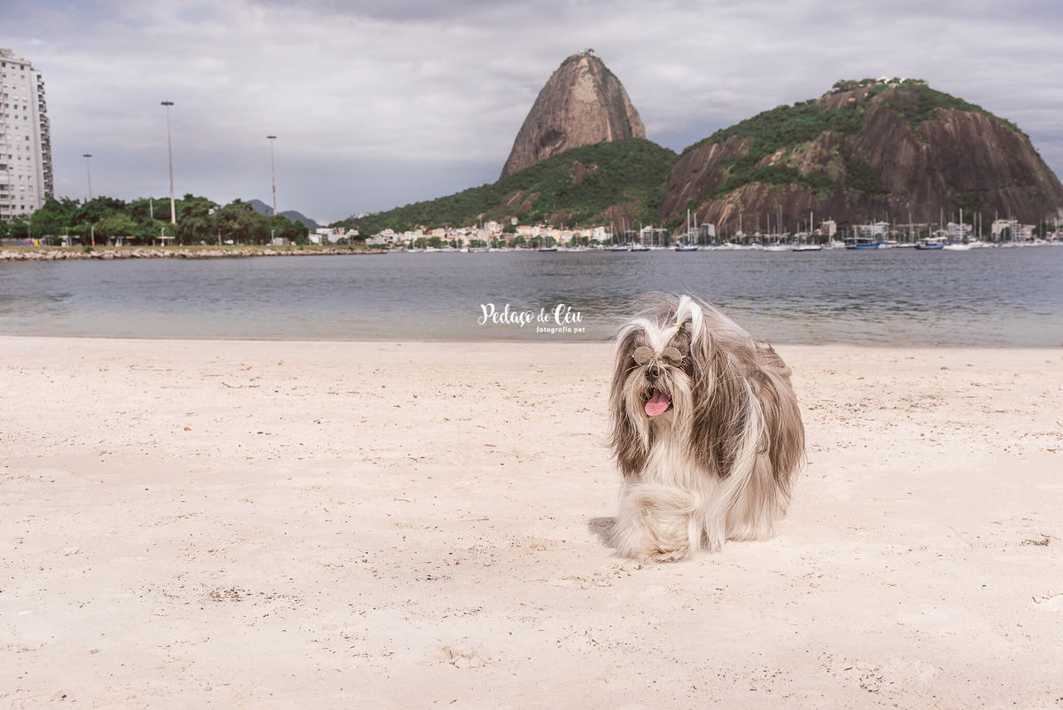 Fotografia pet trip Rio de Janeiro - Botafogo