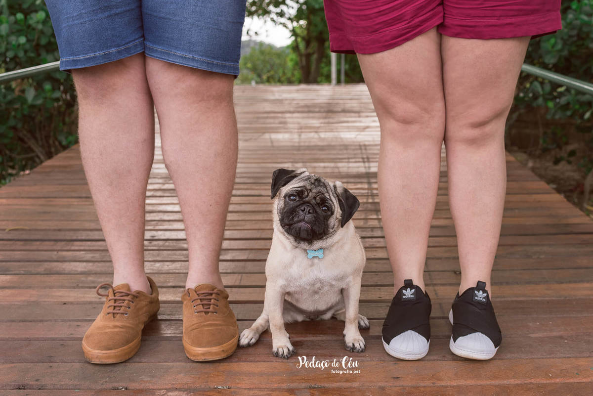 Foto Pet Acompanhamento Lagora Rodrigo de Freitas Rio de Janeiro