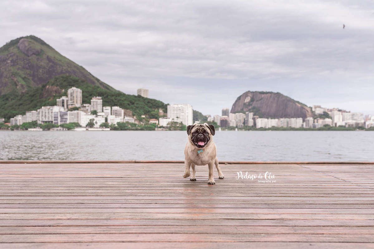 Foto Pet Acompanhamento Lagora Rodrigo de Freitas Rio de Janeiro