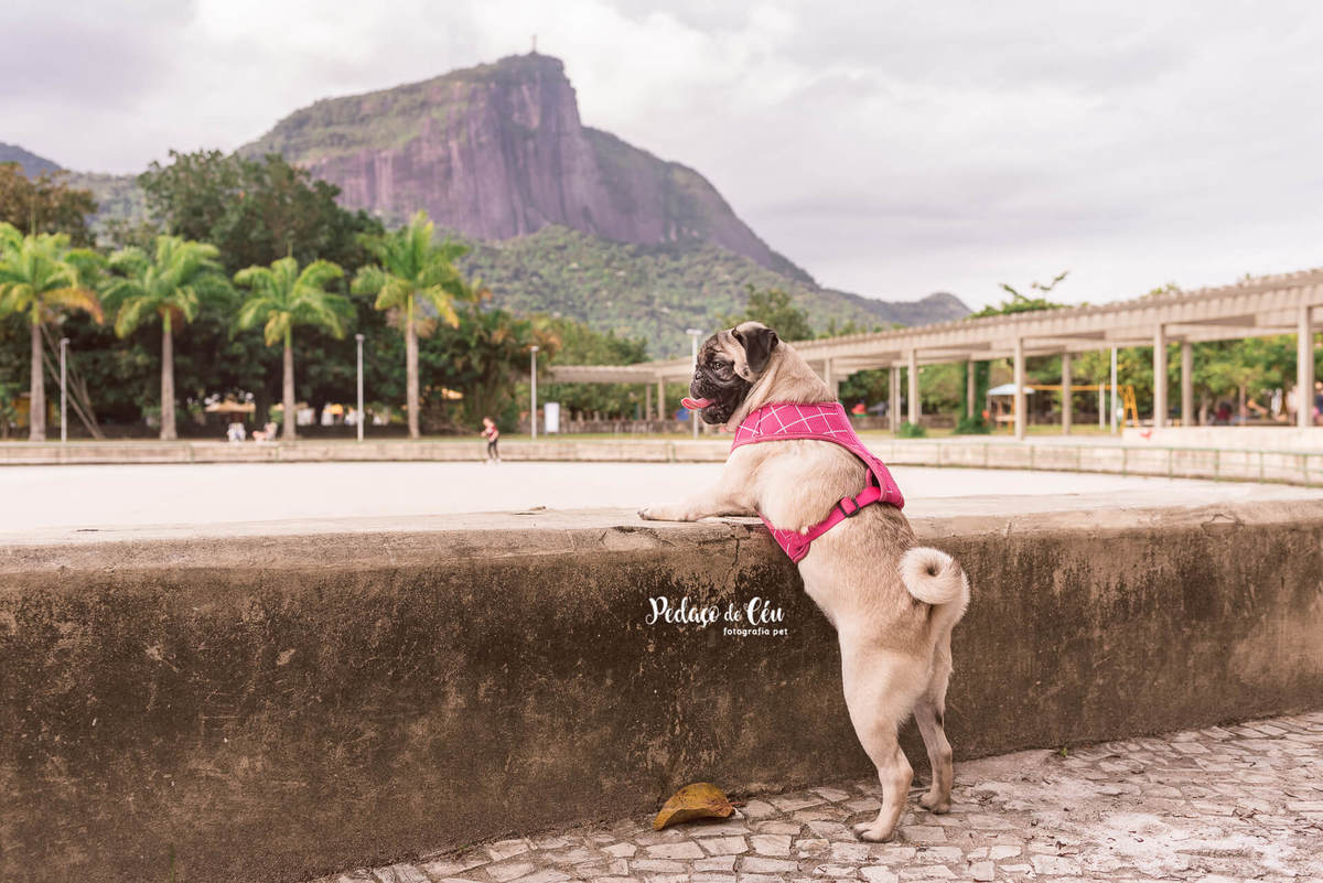 Foto Pet Acompanhamento Lagora Rodrigo de Freitas Rio de Janeiro