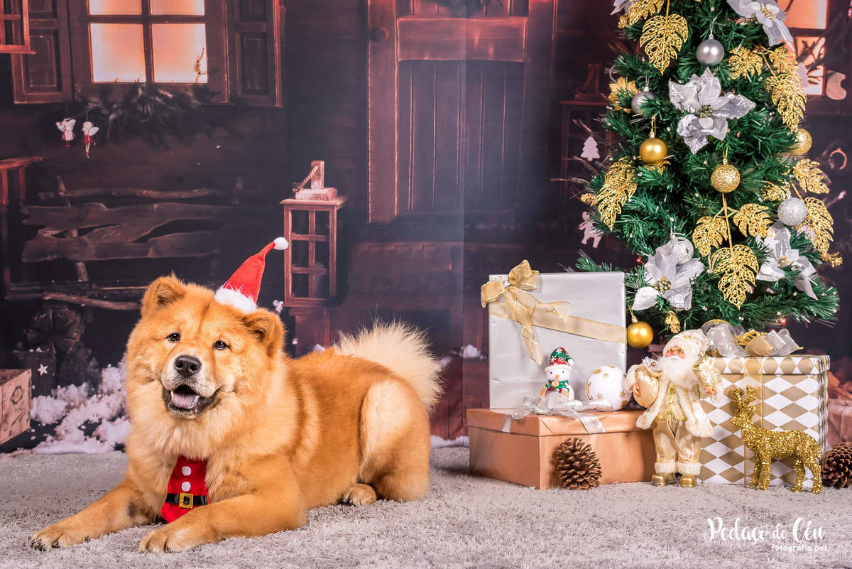 foto pet de natal Rio de Janeiro