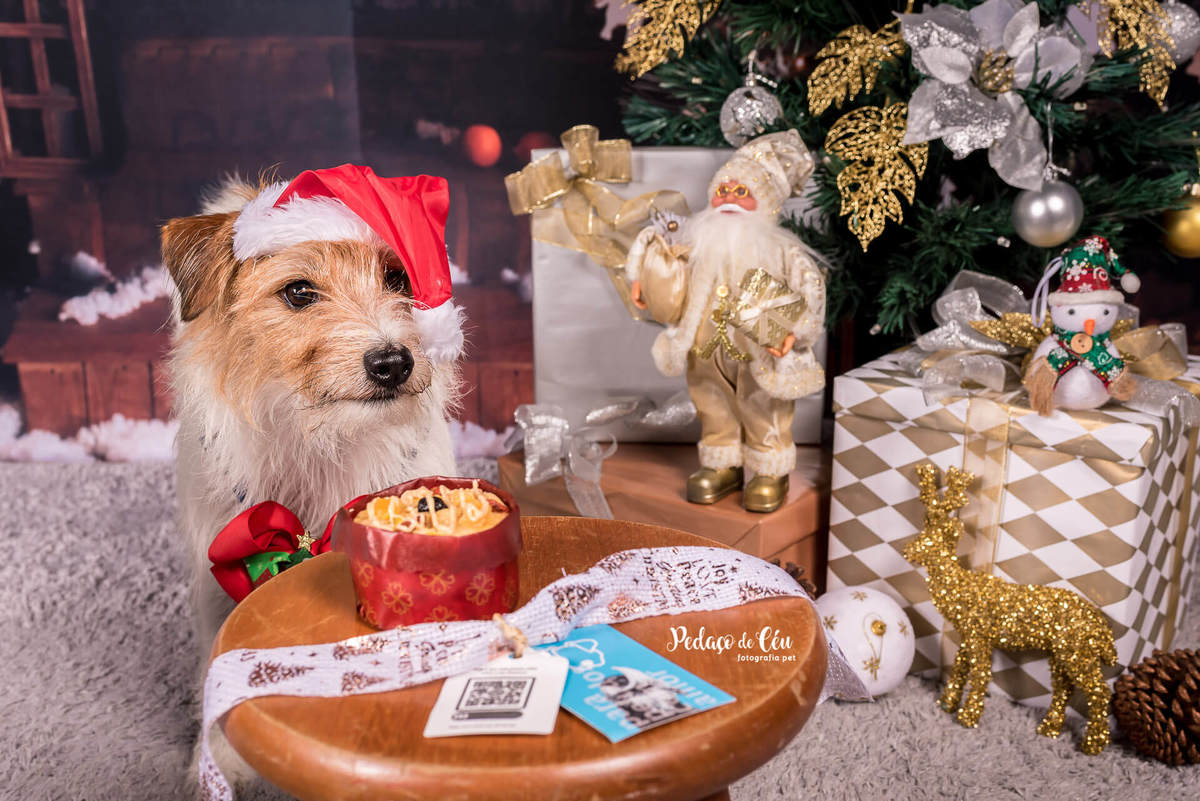 foto pet de natal Rio de Janeiro
