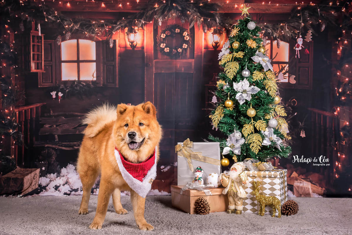 foto pet de natal Rio de Janeiro