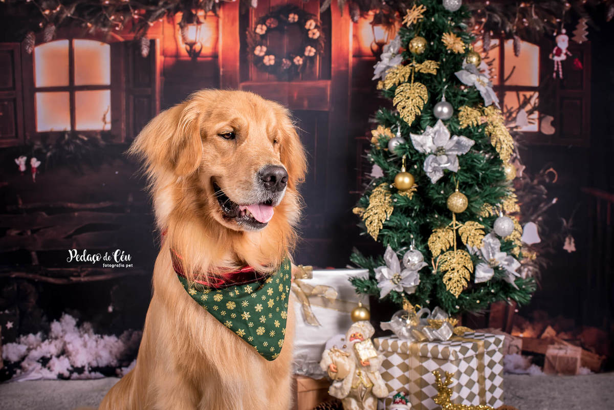 foto pet de natal Rio de Janeiro
