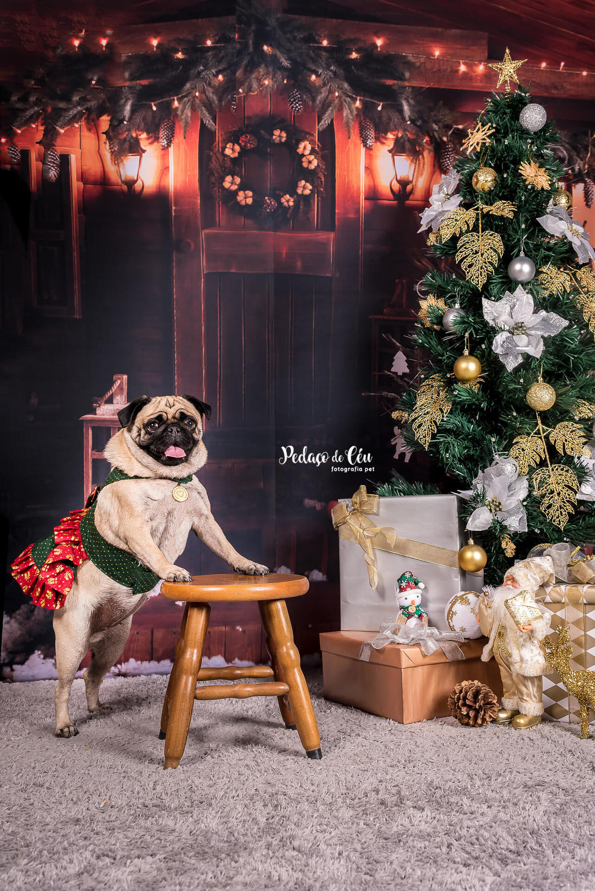 foto pet de natal Rio de Janeiro