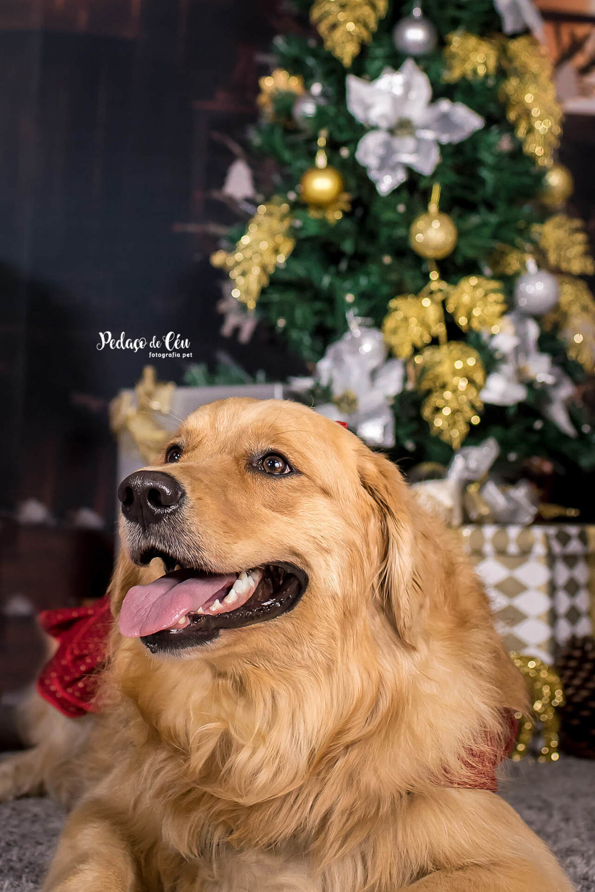 foto pet de natal Rio de Janeiro