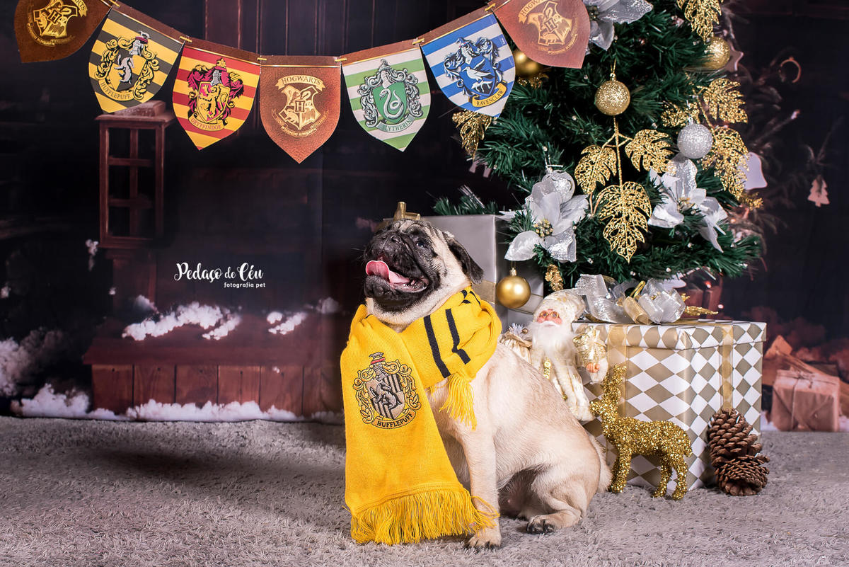 foto pet de natal Rio de Janeiro