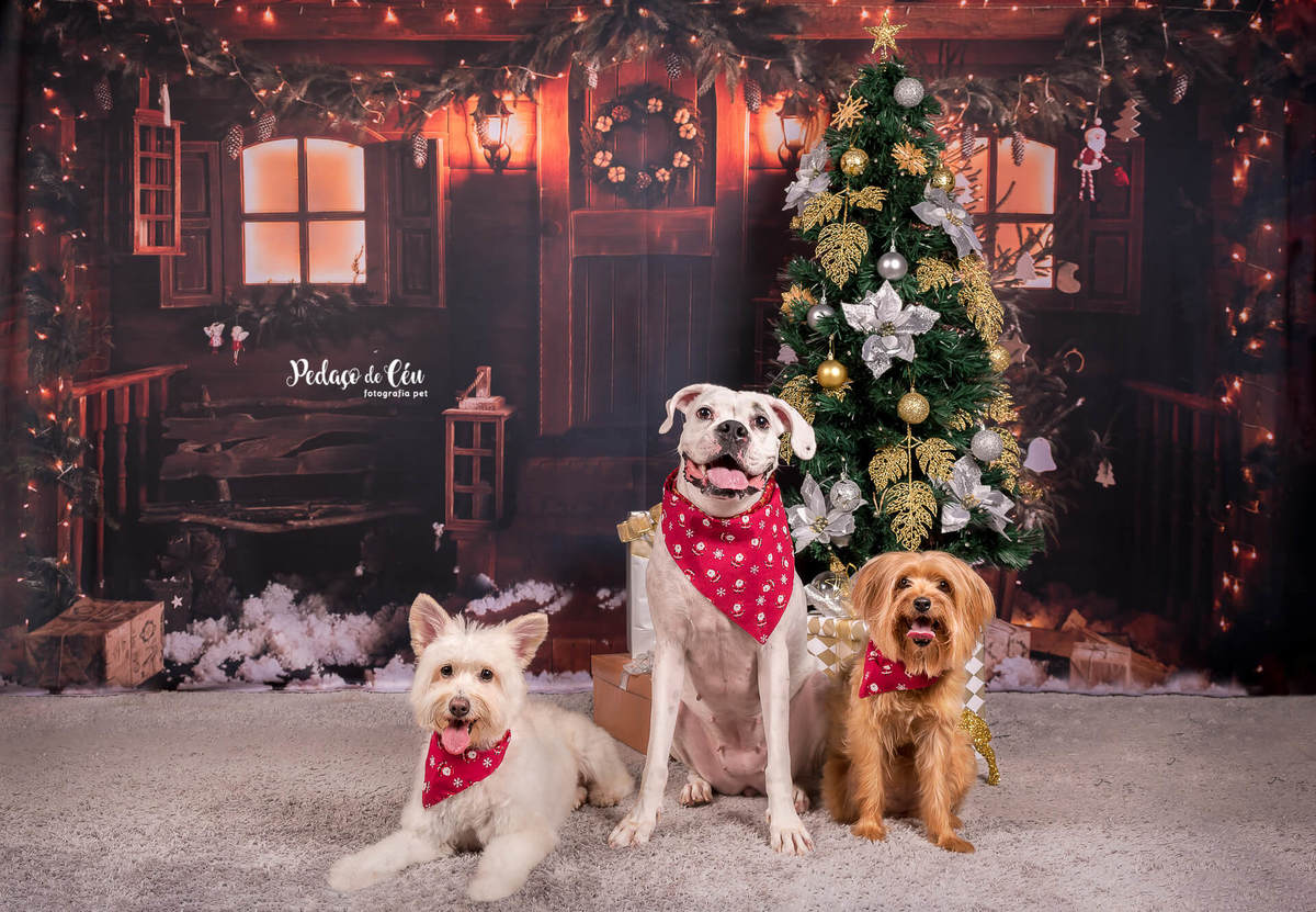 foto pet de natal Rio de Janeiro