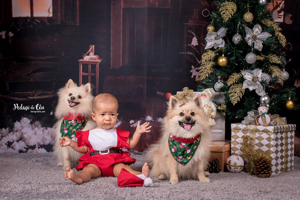 foto pet de natal família Rio de Janeiro