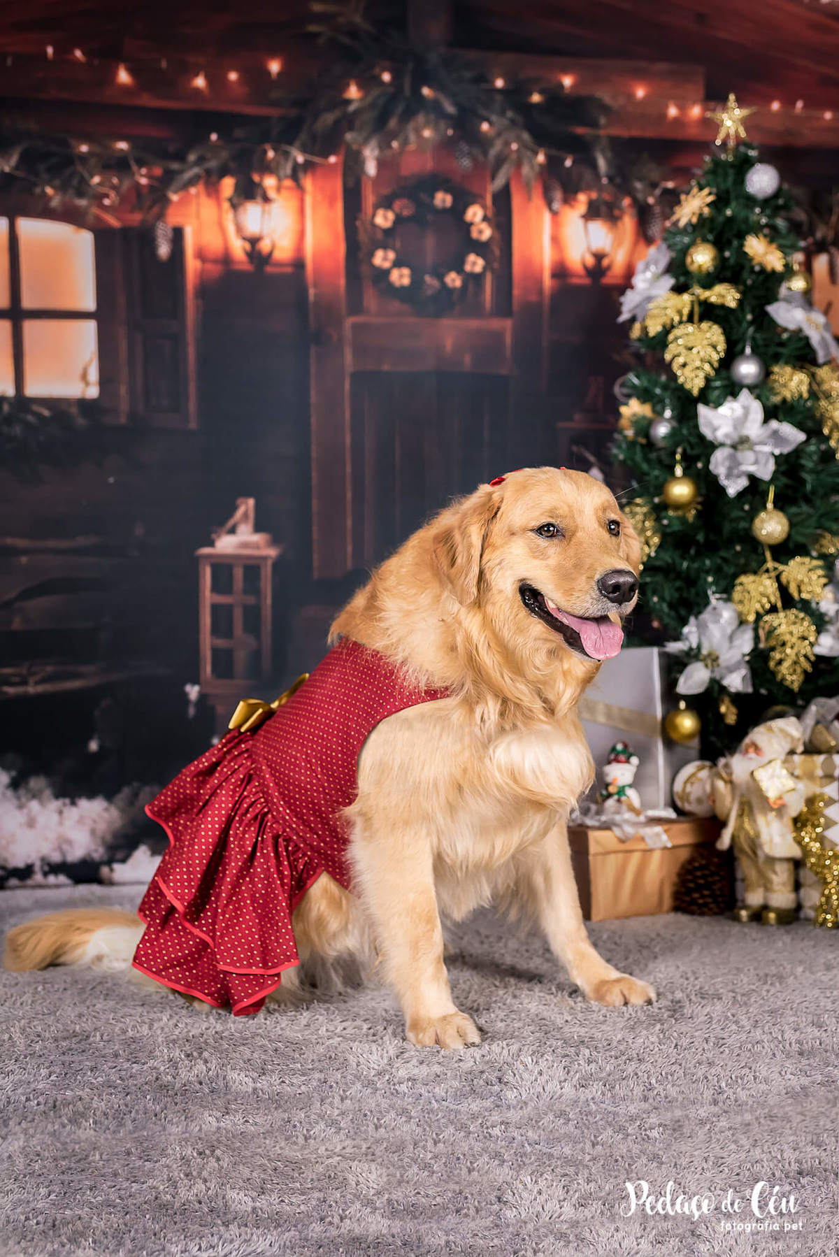foto pet de natal Rio de Janeiro
